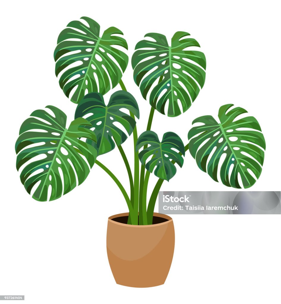 House Plant Monstera Vector Illustration Stock Illustration - Download Image Now - Beauty, Branch - Plant Part, Cut Out -