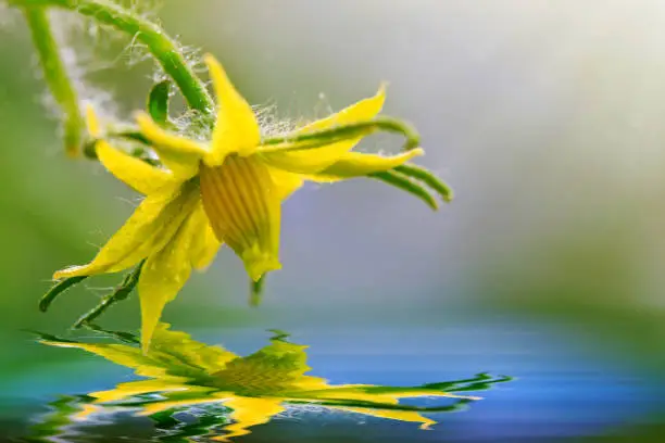 Flowering yellow flower of tomatoes growing in greenhouse,macro shot. Water reflection.