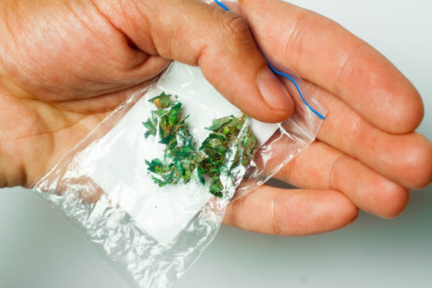istock Hands of man a joint medicinal hemp 937262934