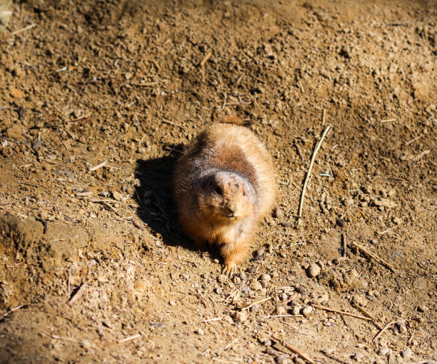 black tailed prairie dog (cynomys ludovicianus) standing alert - north dakota imagens e fotografias de stock