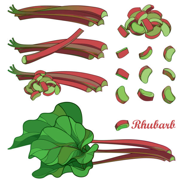 Vector set with outline Rhubarb or Rheum vegetable in red and green isolated on white background. Vector set with outline Rhubarb or Rheum vegetable in red and green isolated on white background. Contour cut and whole stalk pieces, ornate leaf and Rhubarb bunch for organic food design. rhubarb stock illustrations