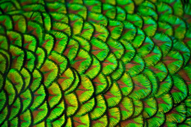 istock Close up of Peacock feathers 937274808