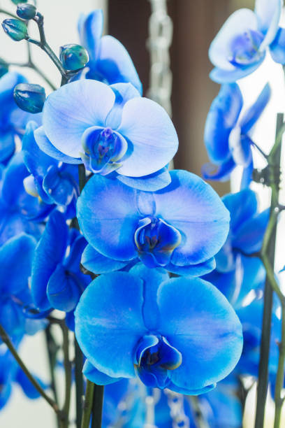 istock Orchid Flowers in the garden 937275550
