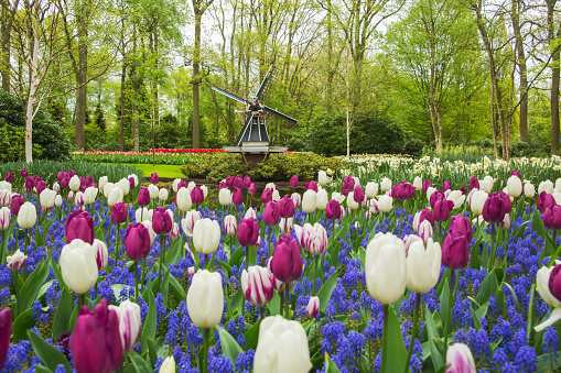 Colorful blooming tulips in Holland.