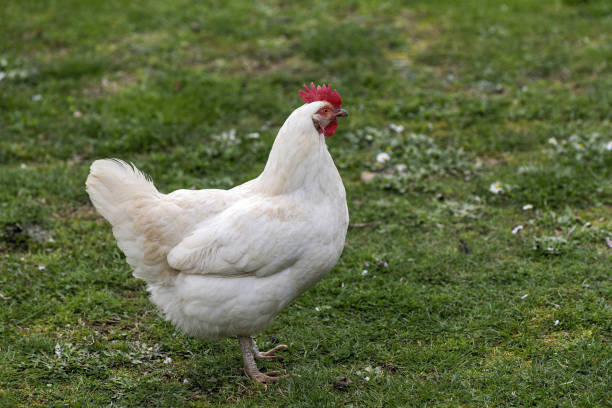 istock Free Range Foraging Chickens at Organic Farm 937279386