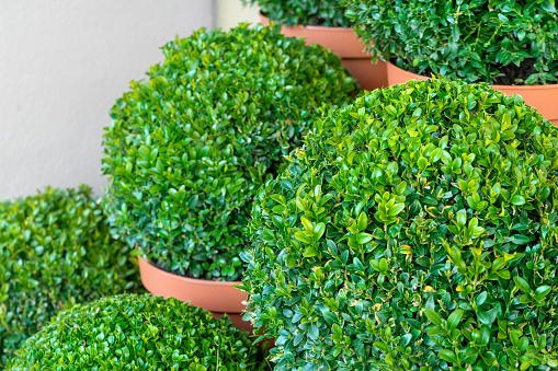 Close up of boxwood plants in ball shape in flowerpots