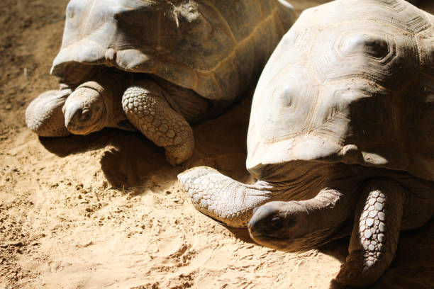 istock Aldabra giant tortoise (Aldabrachelys gigantea) 937283168