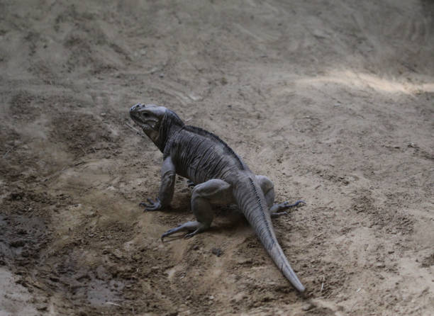 rhinoceros iguana (cyclura cornuta) - claw rainforest outdoors close up foto e immagini stock