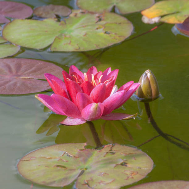 istock Red waterlily flower. 937286560