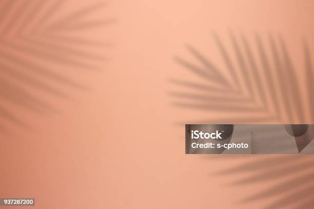 Palm Tree Leaf Shadow On Pink Background Stock Photo - Download Image Now - Summer, Backgrounds, Shadow