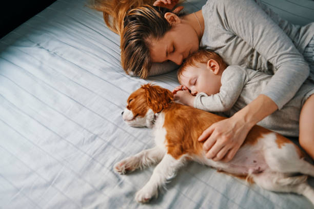 joven madre tomando una siesta con sus bebés - cavalier king charles spaniel fotografías e imágenes de stock
