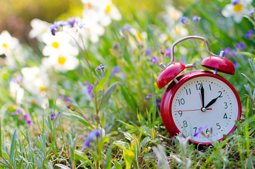 An alarm clock is positioned under spring flowers outdoors as a symbol for the time change from standard time to daylight saving time.