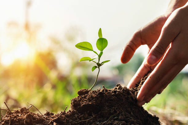 hand von kindern einpflanzen kleinen baum im garten mit sonnenuntergang. konzept grüne welt - sapling stock-fotos und bilder