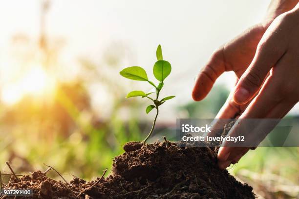 Hand Von Kindern Einpflanzen Kleinen Baum Im Garten Mit Sonnenuntergang Konzept Grüne Welt Stockfoto und mehr Bilder von Baum