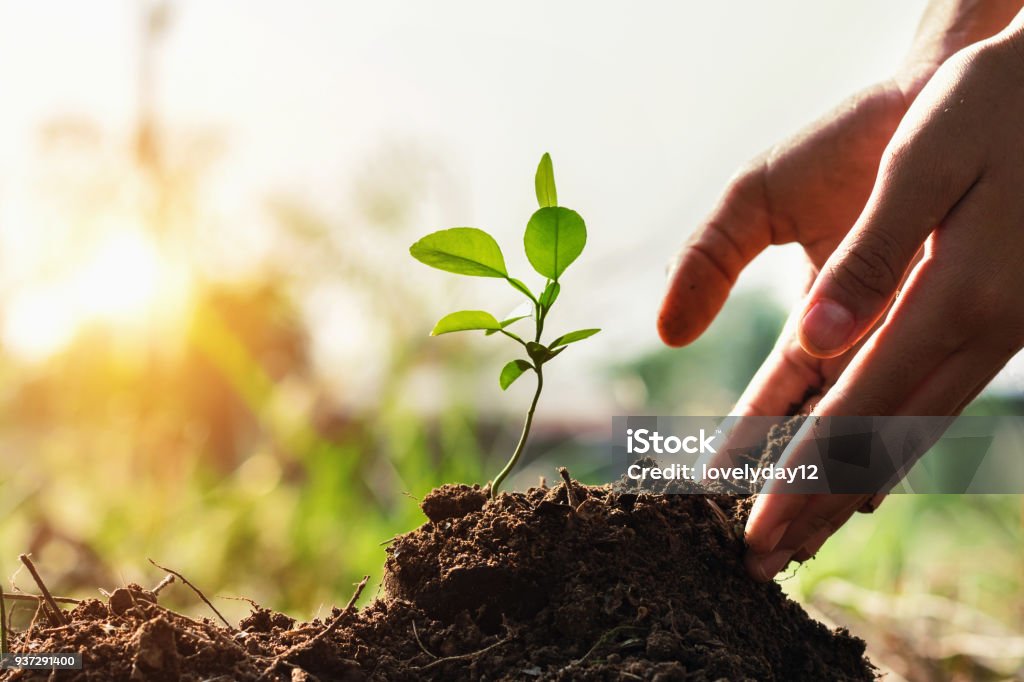 夕日と庭の小さな木を植えることの子供の手。コンセプトは、緑の世界 - 樹木のロイヤリティフリーストックフォト
