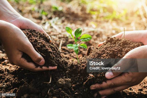 Photo libre de droit de La Main Mater Et Enfant Aidant Plantation Petit Arbre Dans Le Jardin Écologie De La Notion banque d'images et plus d'images libres de droit de Planter