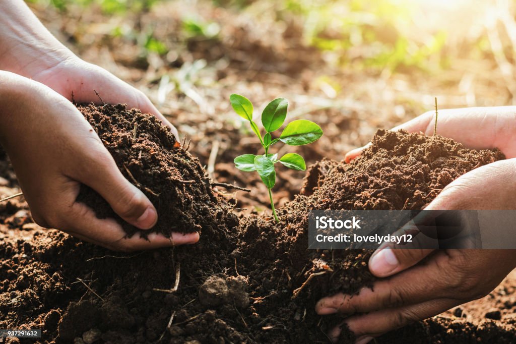 hand mater and child helping planting small tree in garden. concept ecology Planting Stock Photo