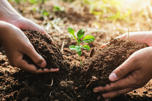 hand mater and child helping planting small tree in garden. concept ecology - planting imagens e fotografias de stock