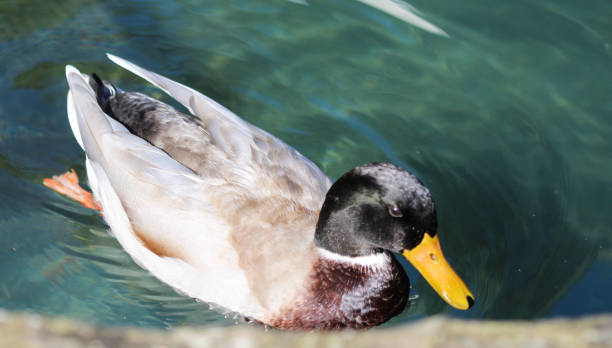 istock Wild duck or mallard (Anas platyrhynchos) in lake 937291878