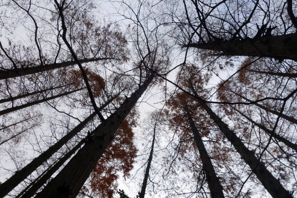 istock Tree tops are illuminated by the setting sun in autumn 937291948