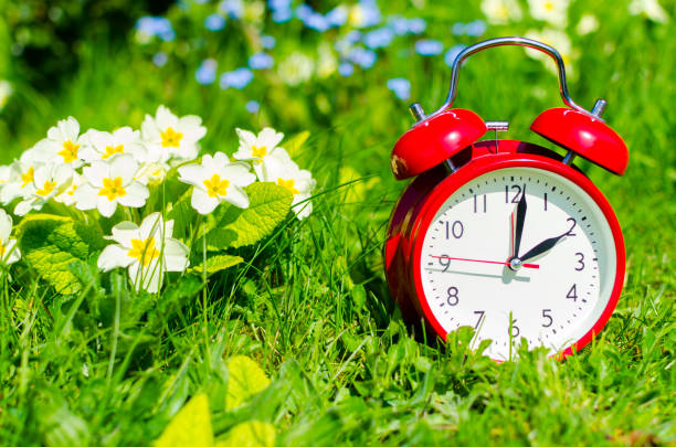 Alarm clock in spring in flowerbed An alarm clock is positioned under spring flowers outdoors as a symbol for the time change from standard time to daylight saving time. textual symbol stock pictures, royalty-free photos & images