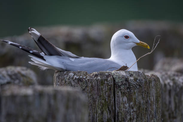istock Seagull staying on rotting wood 937294608