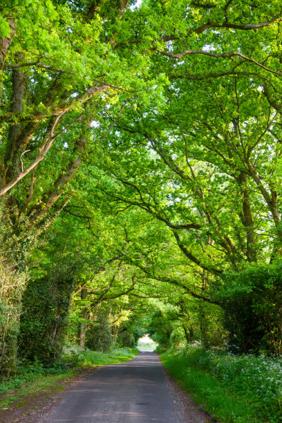 istock Oak tree alley in Southern England 937295052