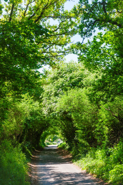istock Scenic tunnel road in Southern England 937295120
