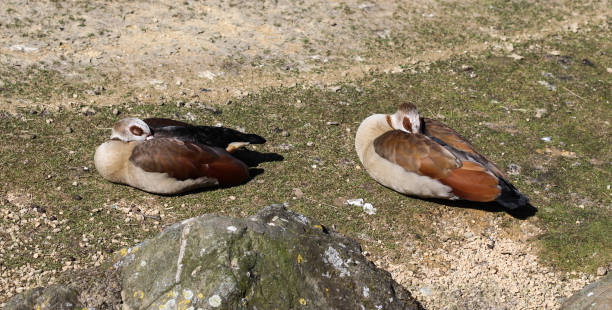 istock Couple Egyptian goose (Alopochen aegyptiaca) 937295860