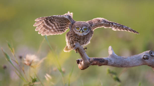 istock A young little owl sitting on a stick with wings spread. 937298624
