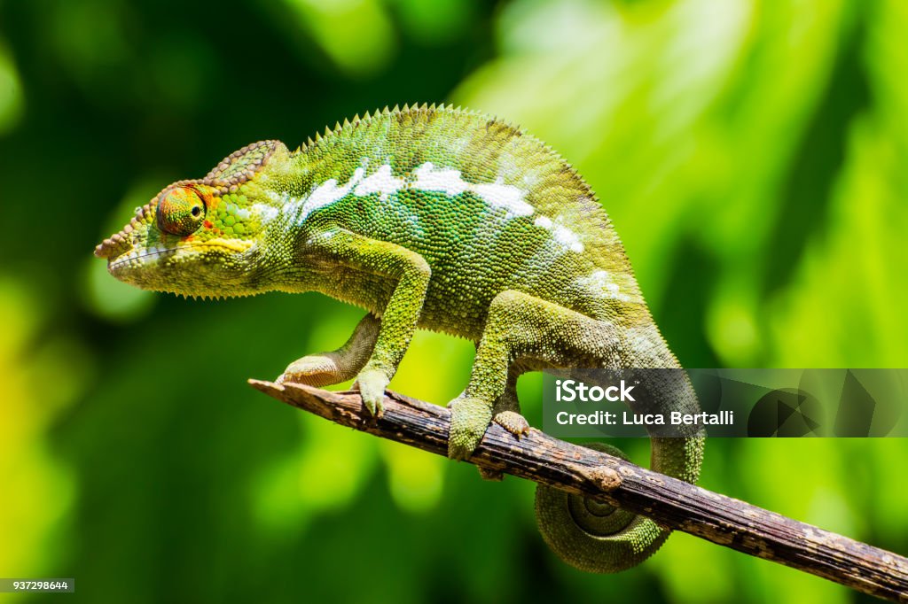 Endemic chameleon of Madagascar on a branch A funny green chameleon in posing on a branch in the tropical island of Nosy be. Chameleons are endemic of Madagascar where you can find a lot of different species of this reptile. Chameleon Stock Photo