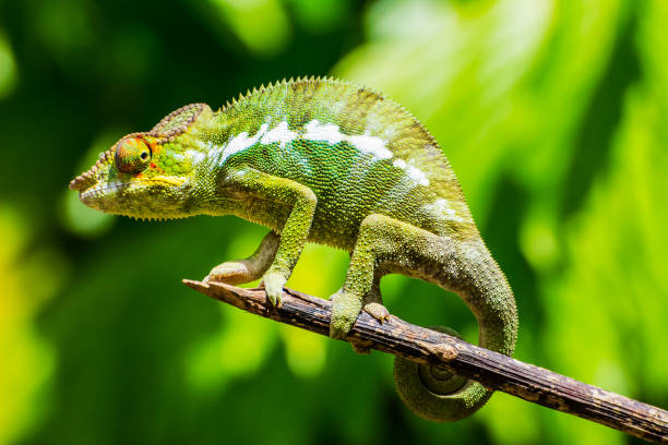 Endemic chameleon of Madagascar on a branch A funny green chameleon in posing on a branch in the tropical island of Nosy be. Chameleons are endemic of Madagascar where you can find a lot of different species of this reptile. endemic species photos stock pictures, royalty-free photos & images