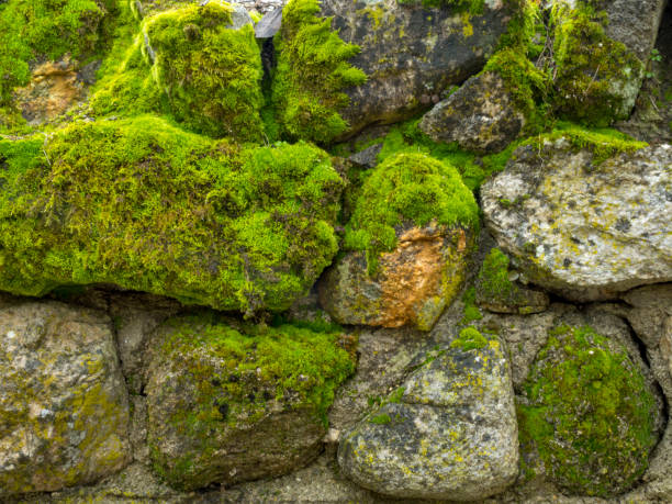 istock an old stone fence overgrown with green moss 937298862