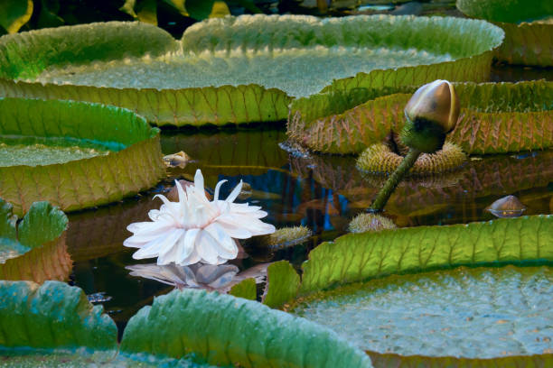 식물원에는 물에 거 대 한, 아마존 릴리 - victoria water lily 뉴스 사진 이미지
