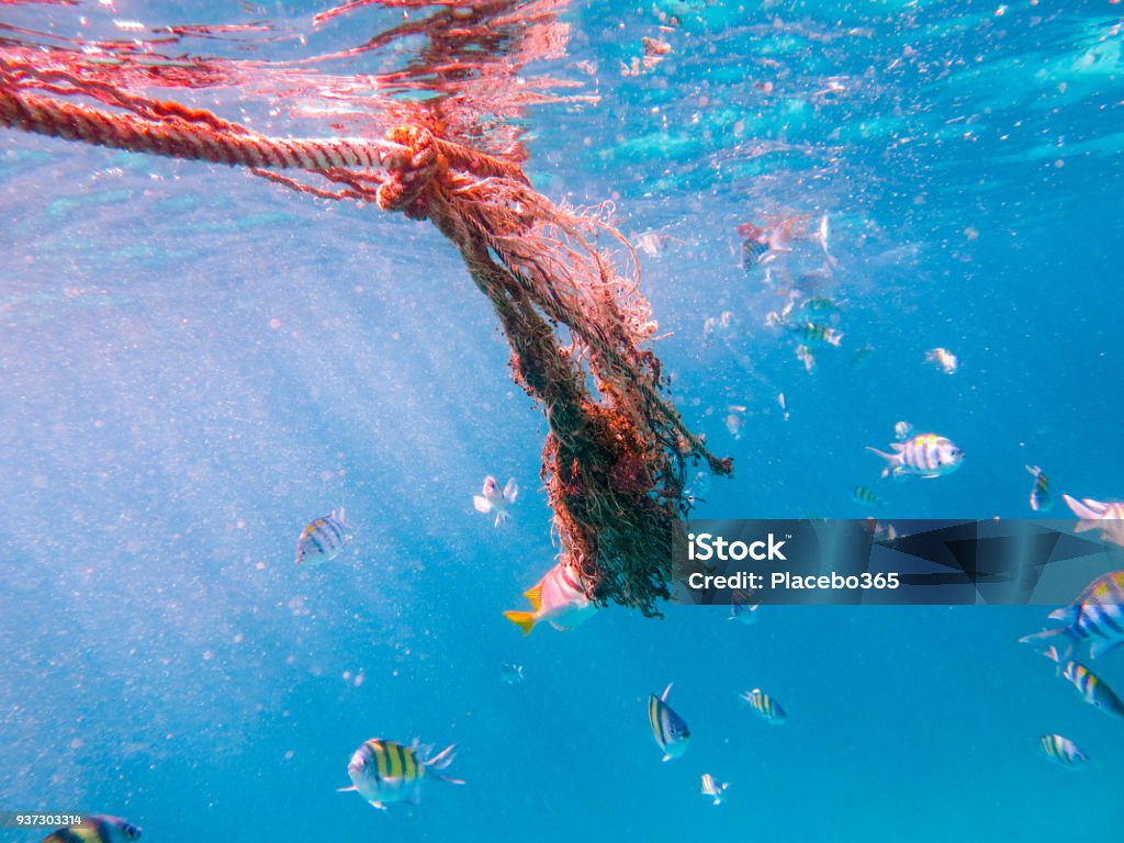 Environmental Issue Underwater Tangled Fishing Ghost Net Pollution In Ocean  Stock Photo - Download Image Now - iStock