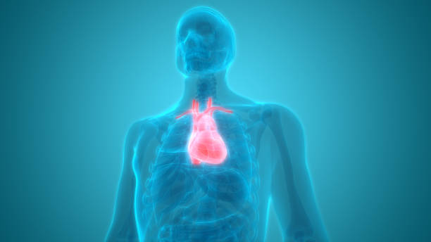 istock Human Body Organs (Heart) Anatomy 937303362