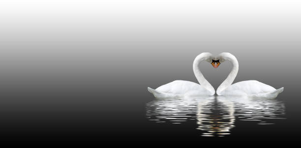 istock Image of two swans on a river closeup 937303376