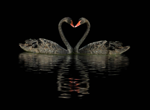 istock Image of two black swans on the water 937305658