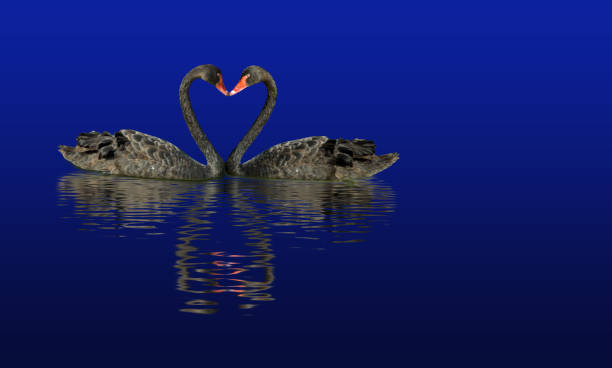 istock Image of two black swans on the water 937305678