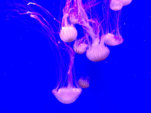 Jellyfish in Aquarium