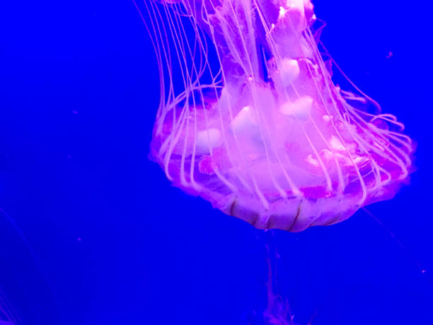 istock Jellyfish in Aquarium 937306442