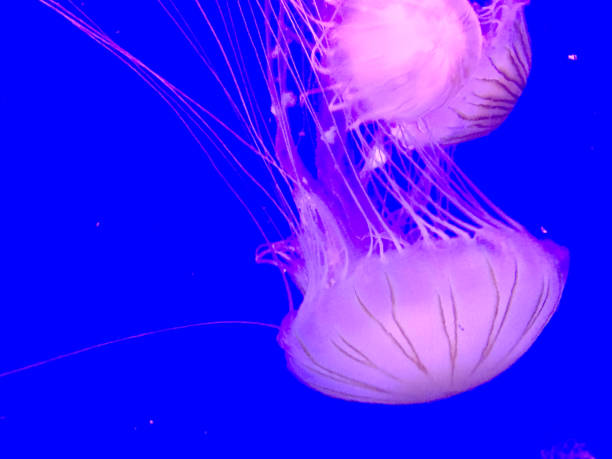 istock Jellyfish in Aquarium 937306448