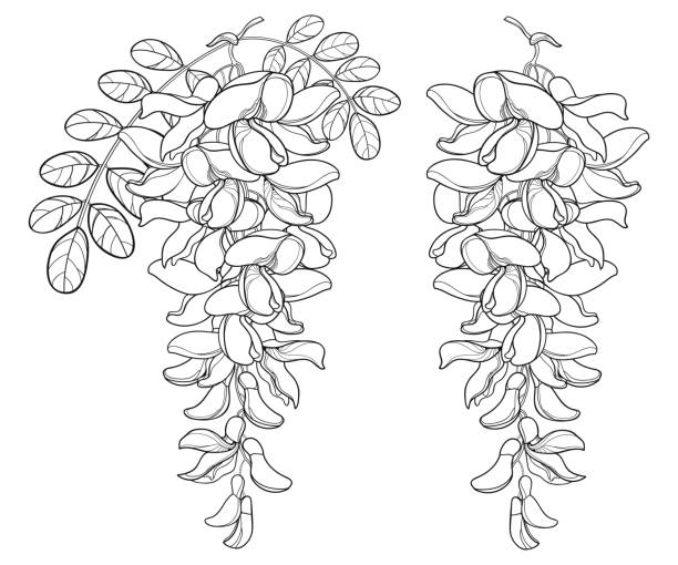 векторная ветвь контура белой ложной акации или черной саранчи или цветка робинии, бутона и листьев в черном изолирована на белом фоне. - locust tree black robinia stock illustrations
