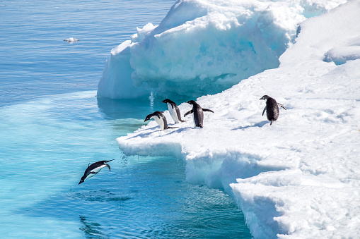Pinguinos em ação photo