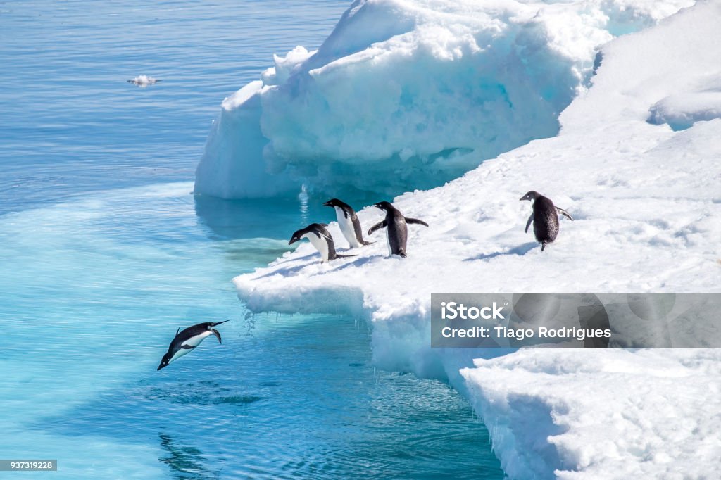 Pinguins em ação - Photo de Antarctique libre de droits