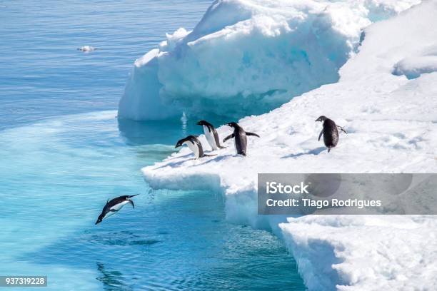 Photo libre de droit de Pinguins Em Ação banque d'images et plus d'images libres de droit de Antarctique - Antarctique, Manchot, Sauter