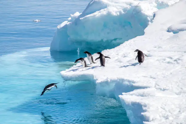 Family of penguins jumping over ice pack in Antarctica