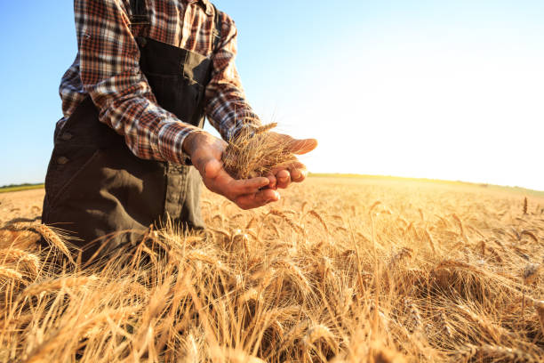 Close up of hands examining wheat growth