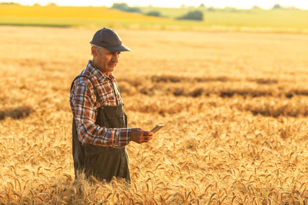 istock Side view of a farmer using smart phone in field 937323094