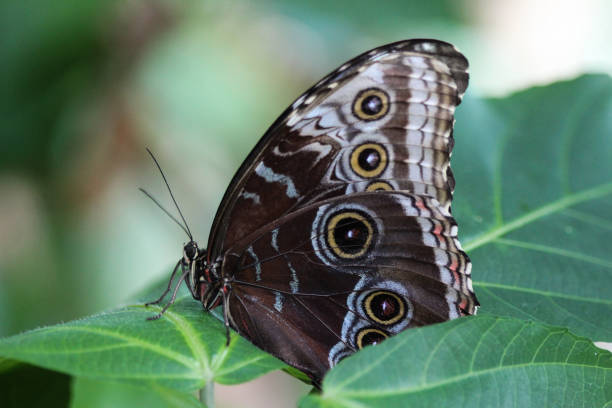 Single Butterfly on Palm Frond in Tropical Garden